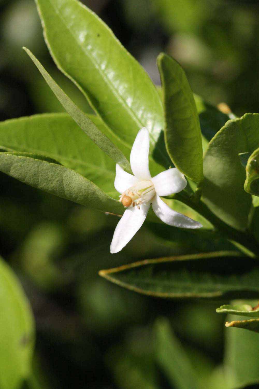              Flower (Riverside, CA)       